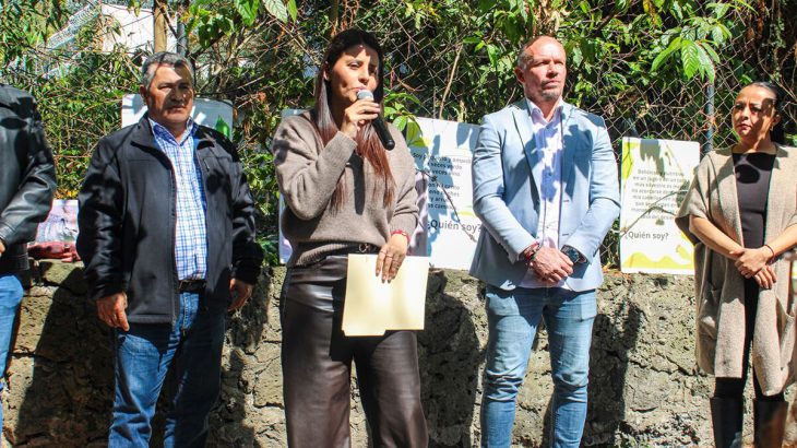 Cuernavaca declara cinco ahuehuetes de Chalchihuapan como Árboles Notables de la Ciudad