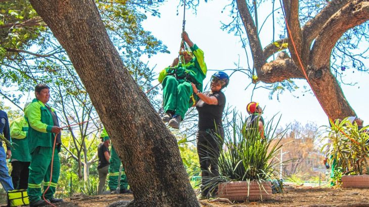 ¡Cuernavaca a la vanguardia! Capacitan a trabajadores con técnicas de «trepa» para un manejo experto de árboles