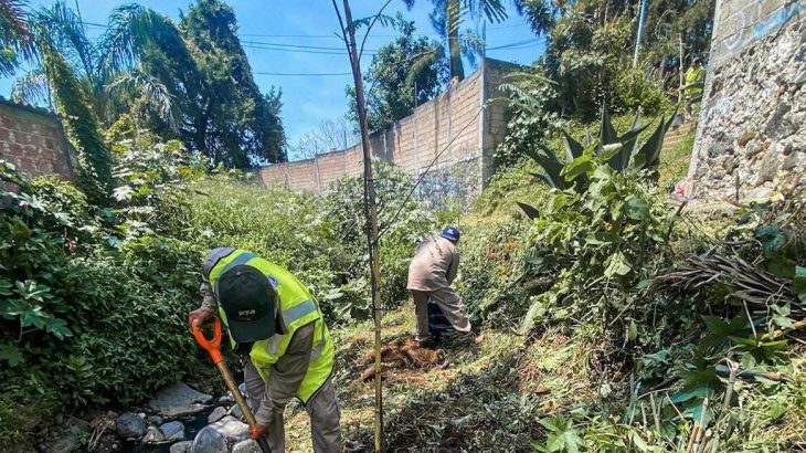 Cuernavaca impulsa la reforestación urbana con 23 tepehuajes en la barranca Tecoyuco